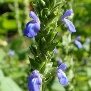 Salvia hispanica (Black Chia) flower close-up
