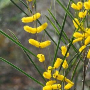 Acacia acuminata Narrow flowers