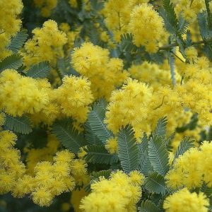Acacia baileyana Cootamundra Wattle Plant