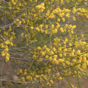 Acacia burkittii Sandhill Wattle Plant
