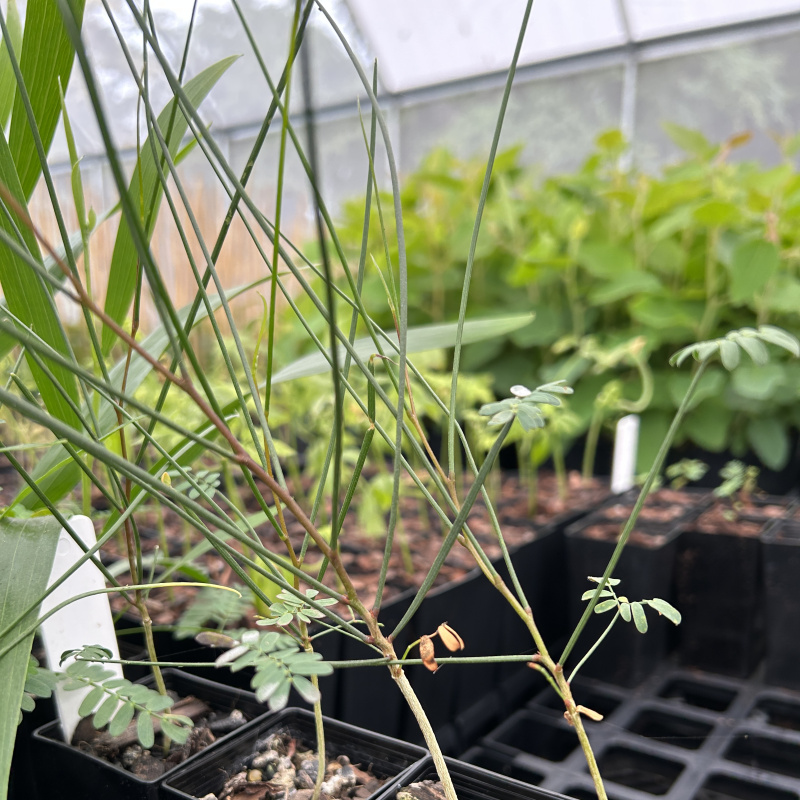 Acacia burkittii Sandhill Wattle Seedlings