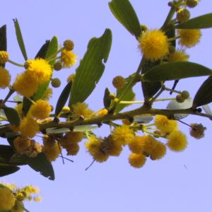 Acacia complanata Flowers