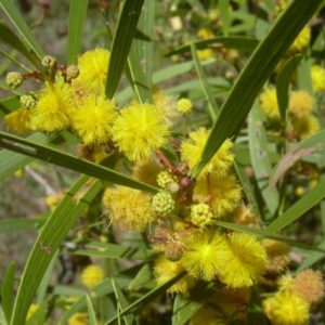 Acacia confusa Flowers