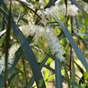 Acacia courtii flower close-up