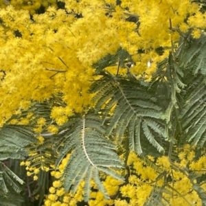 Acacia dealbata flowers and foliage