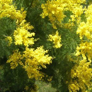 Acacia decurrens foliage and flowers