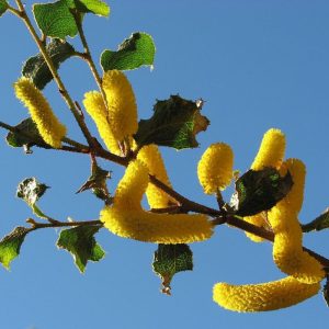 Acacia denticulosa