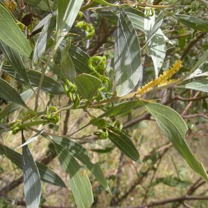 Acacia holosericea