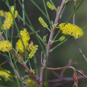 Acacia jibberdingensis