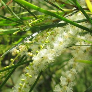 Acacia longissima
