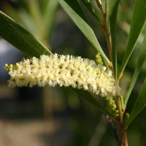 Acacia maidenii flower