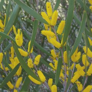 Acacia neurophylla ssp erugata Plant