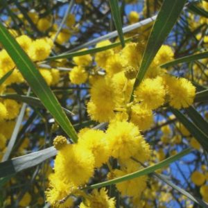 Acacia obtecta