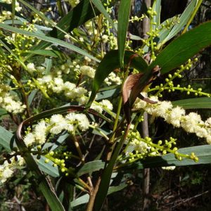 Acacia obtusifolia