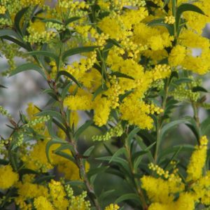 Acacia triptera