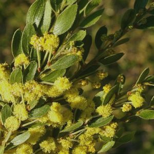 Acacia vestita
