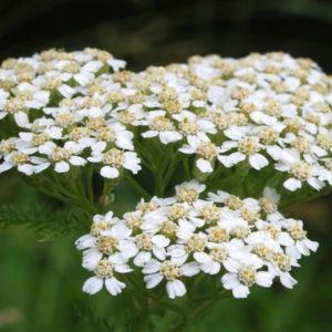 Achillea millefolium