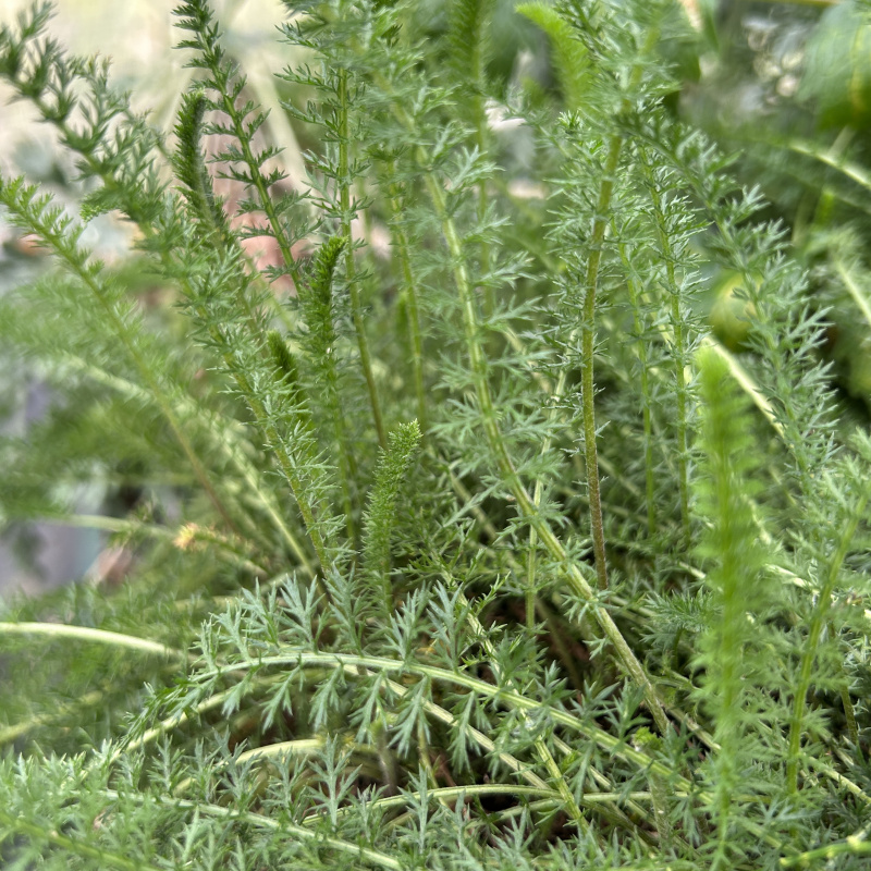 Achillea millefolium (White Yarrow) 100 Seeds - Image 2
