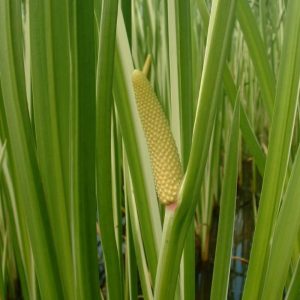 Acorus calamus