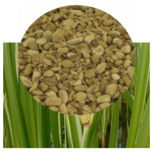 Acorus calamus with rhizome Pieces inset