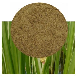 Acorus calamus with Powder inset