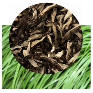Acorus tatarinowii swith rhizome inset