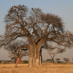 Adansonia digitata