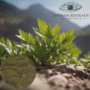 Alchornea castaneifolia (Iporuru) 20:1 Extract 10g