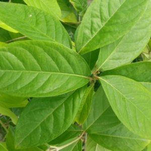 Close up of Alicia anisopetala leaves