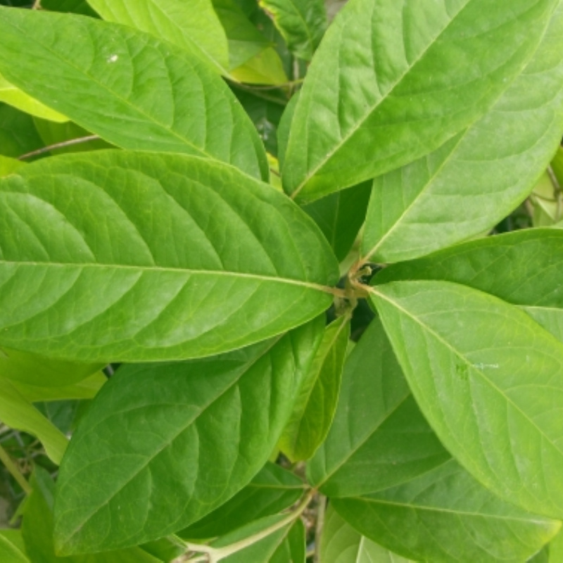 Close up of Alicia anisopetala leaves