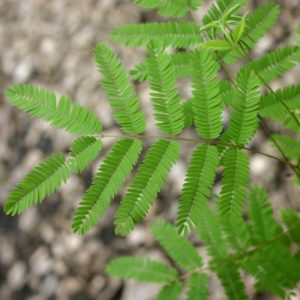 Anadenanthera colubrina leaf