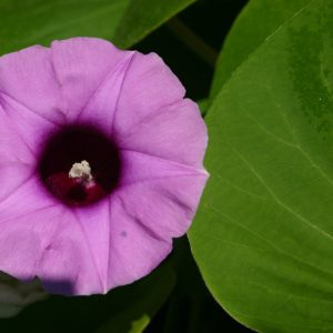 Argyreia nervosa flower