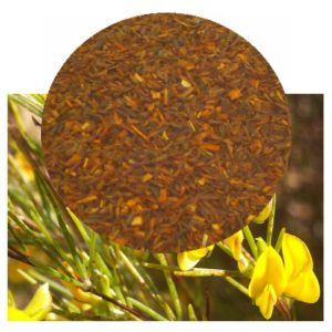 Aspalathus linearis with rooibos tea inset