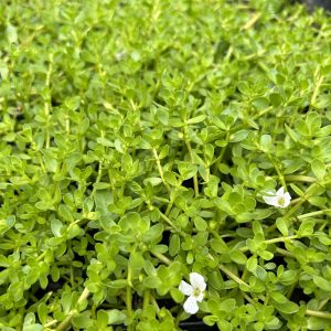 Bacopa monnieri plant