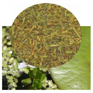 Bacopa monnieri plant with herb inset