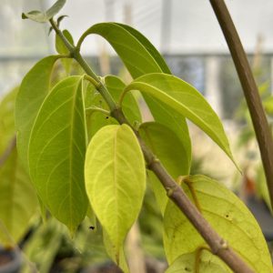Banisteriopsis caapi Black