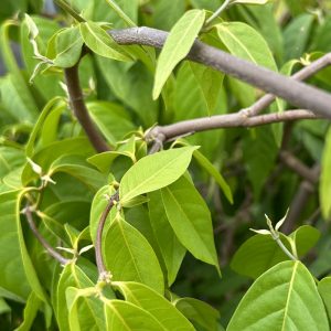 Banisteriopsis caapi Ourinhos