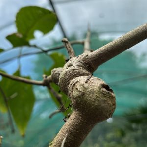 Banisteriopsis caapi var. caupuri knot closeup