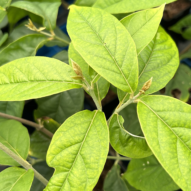 Banisteriopsis muricata leaves
