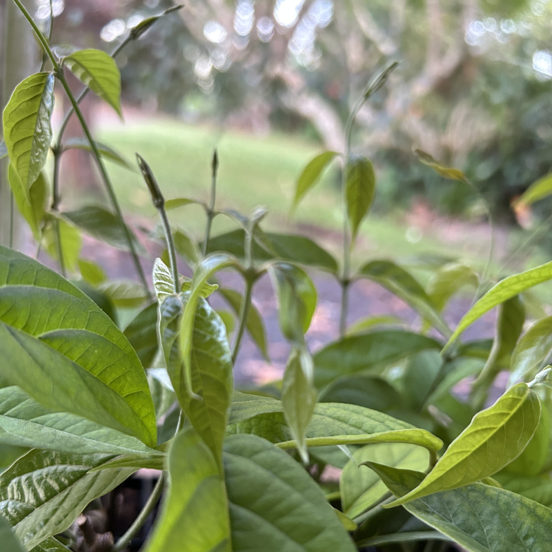 Banisteriopsis muricata seedlings
