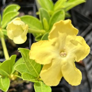 Brunfelsia americana flower