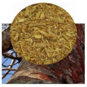 Bursera graveolens with wood Chips inset