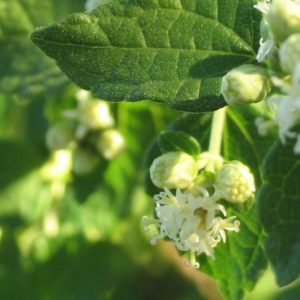 Calea zacatechichi flower