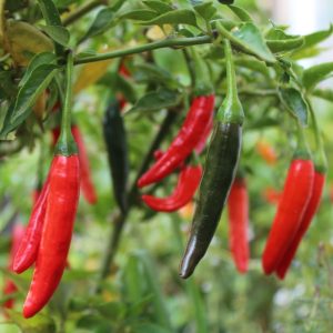 Capsicum annuum 'Cayenne' fruit