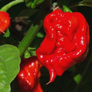 Capsicum chinense 'Carolina Reaper' fruit