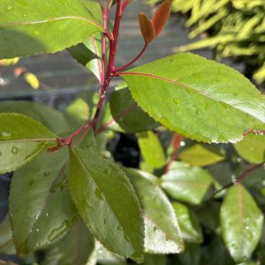 Catha edulis f. pink plant