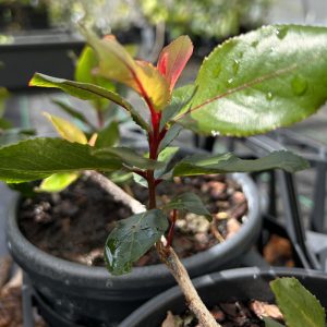 Catha edulis f. red plant