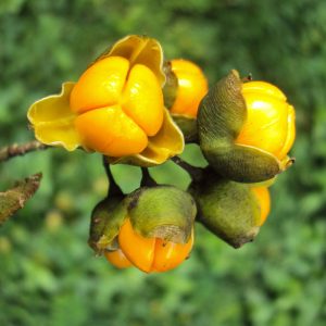 Celastrus paniculatus flower / fruit