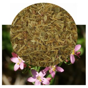 Centaurium erythraea with herb inset
