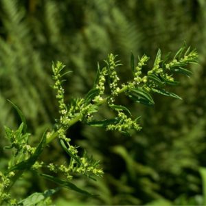 Chenopodium ambrosioides